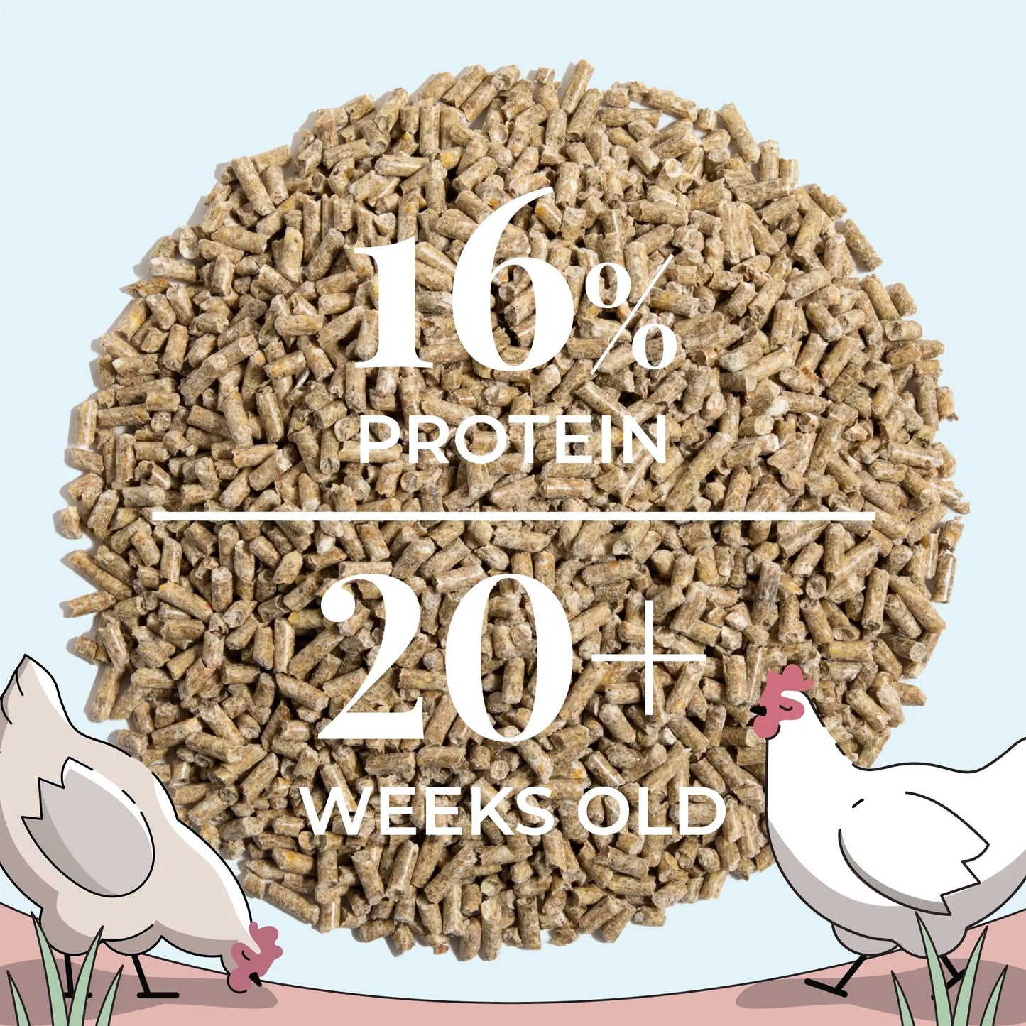 Mile Four Organic Layer Chicken Feed for Healthy Egg Production