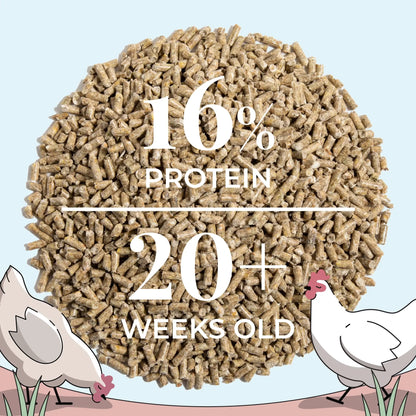 Mile Four Organic Layer Chicken Feed for Healthy Egg Production