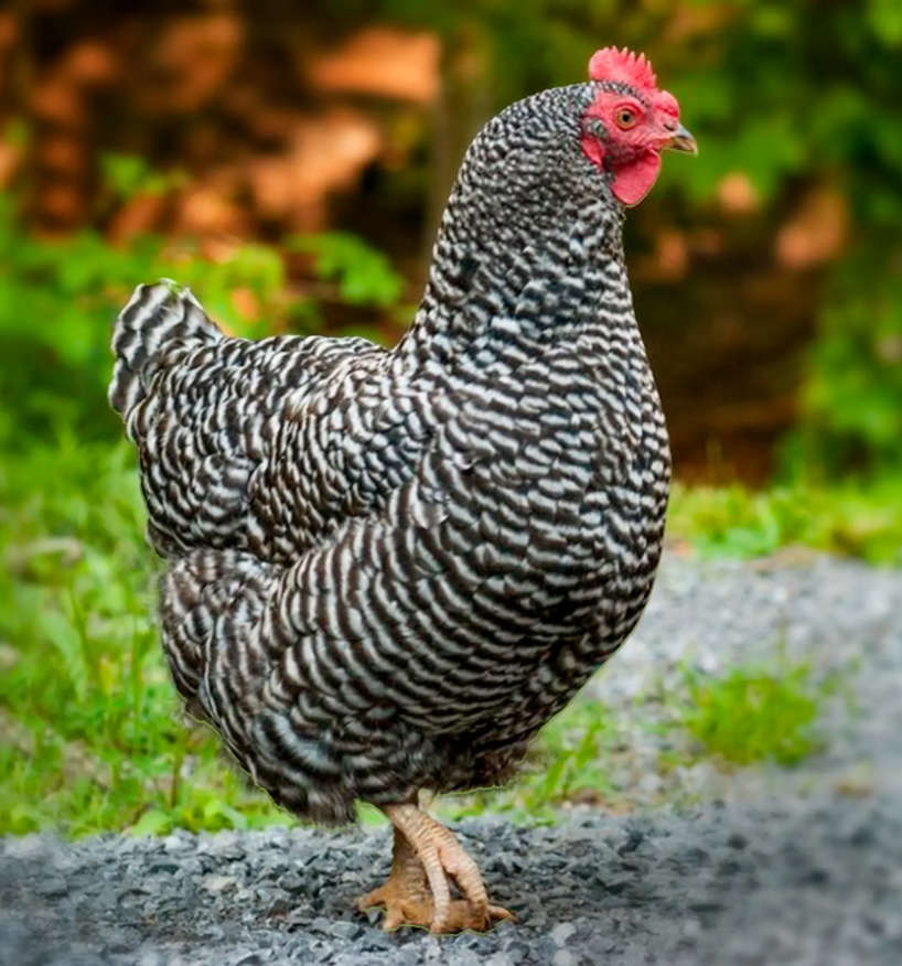 Plymouth Rock chicken, a calm and consistent egg-laying breed for families 