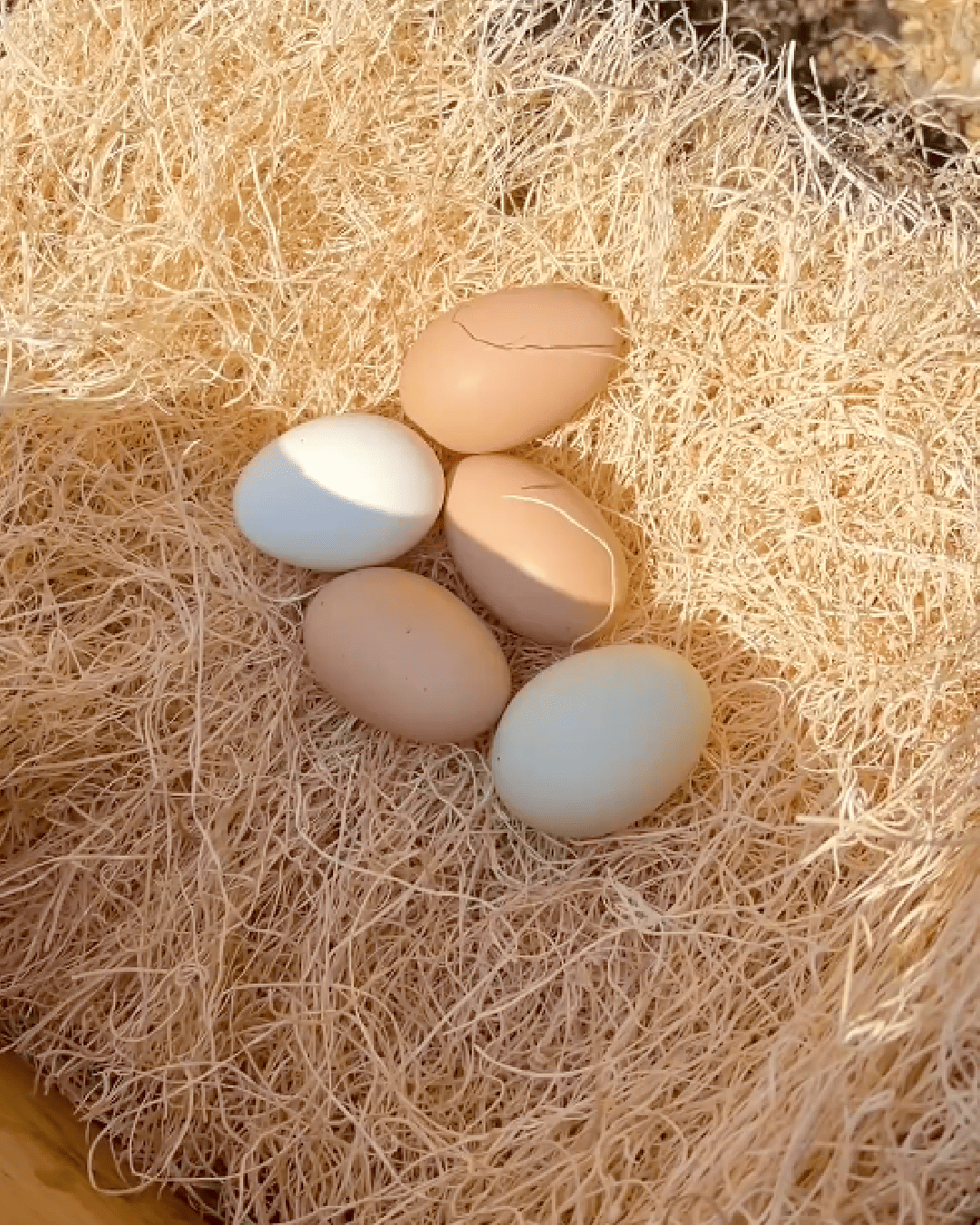 Mile Four Aspen Nesting Pads for Chicken Nest Boxes