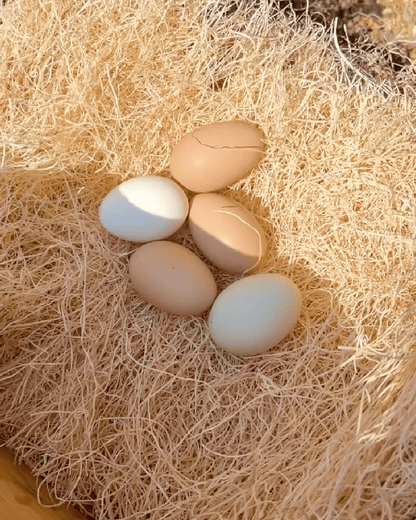 Mile Four Aspen Nesting Pads for Chicken Nest Boxes