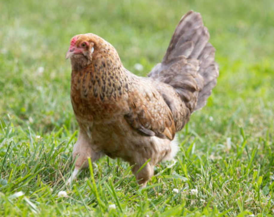 Easter Egger chicken known for laying colorful eggs in backyard flocks 