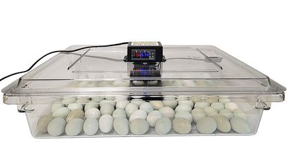 Home poultry egg incubator with clear lid and circulated air system for hatching chicken eggs
