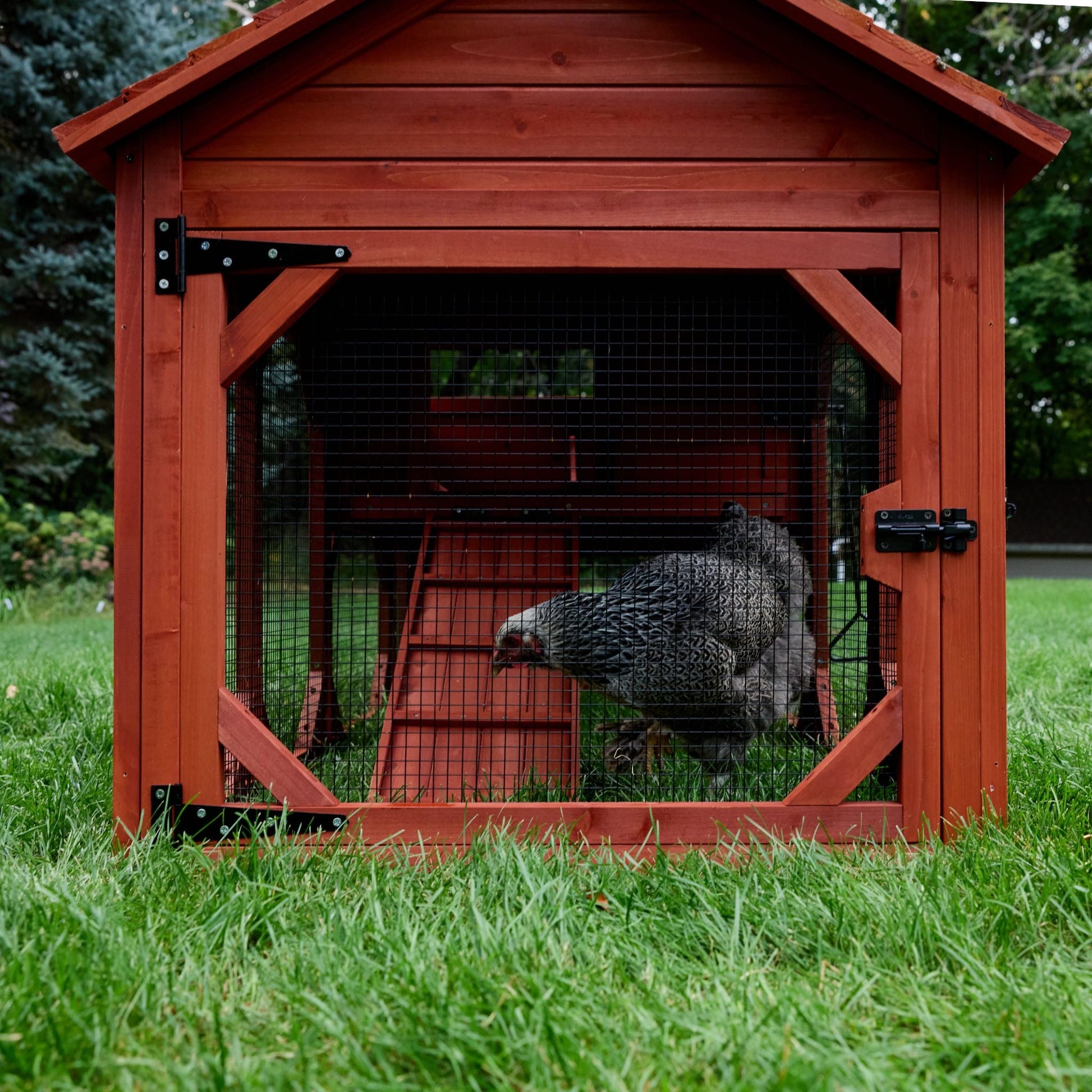 Hen inside the Leghorn Cottage chicken coop run showing interior space, wire mesh panels, and clearance beneath the hen house