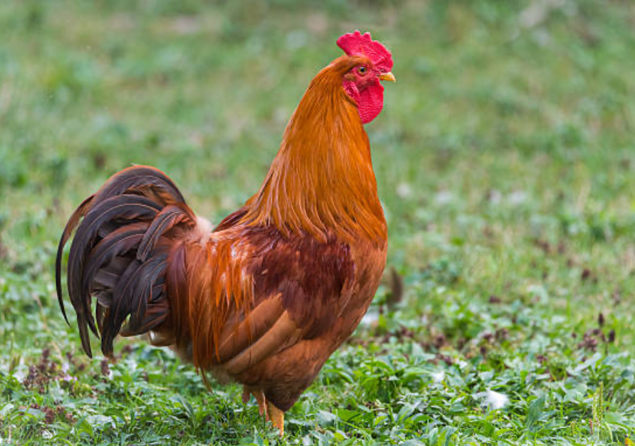 Rhode Island Red chicken, a reliable and hardy egg-laying breed
